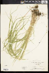 Carex canescens var. disjuncta image