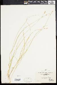 Carex canescens var. disjuncta image