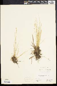 Carex canescens var. disjuncta image