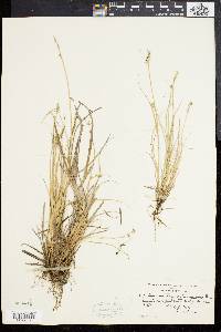 Carex canescens var. disjuncta image