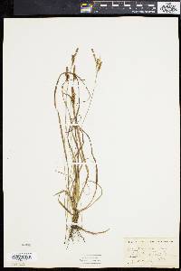 Carex caryophyllea image