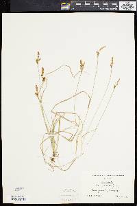 Carex caryophyllea image