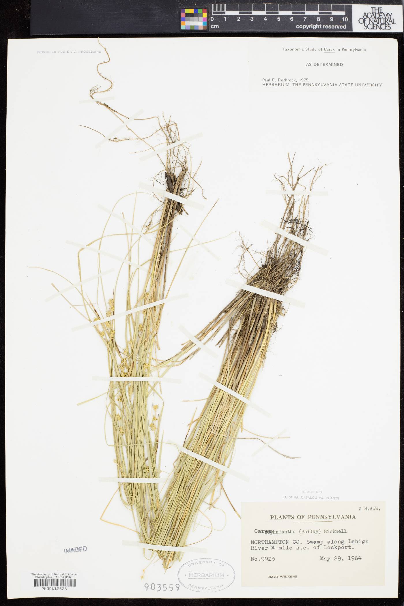 Carex cephalantha image