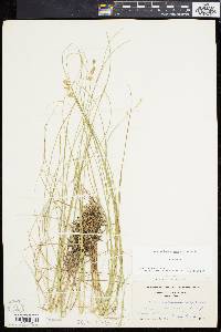 Carex cephalantha image