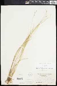 Carex cephalantha image