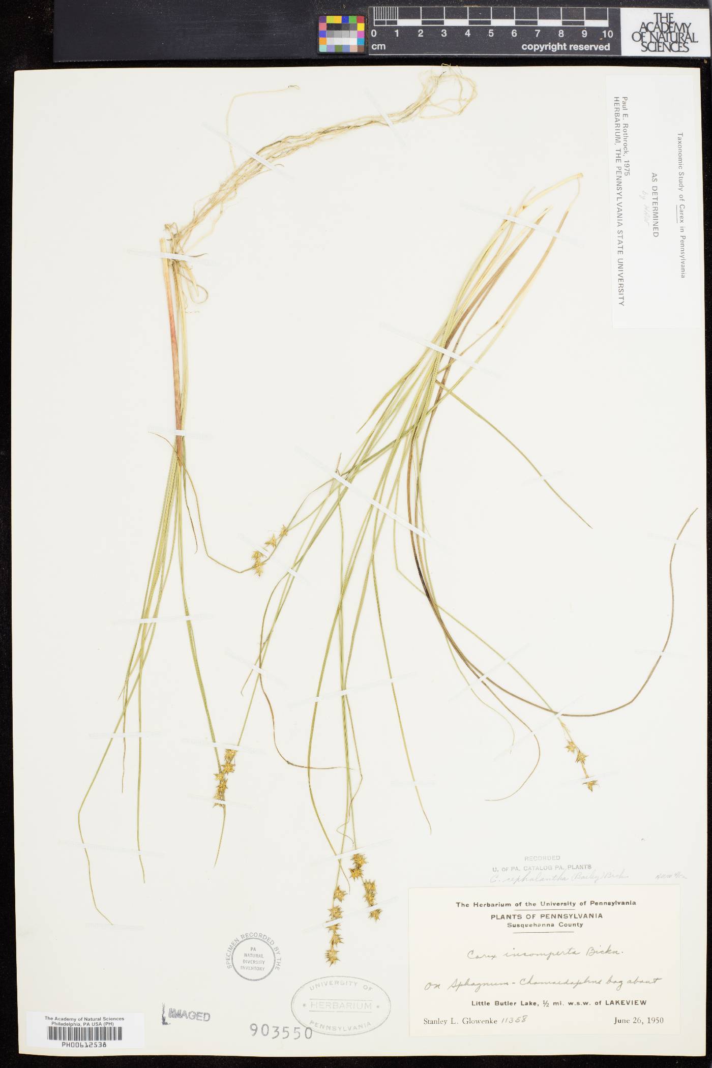 Carex cephalantha image