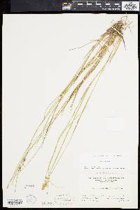 Carex cephalantha image