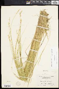 Carex cephalantha image