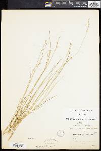 Carex cephalantha image