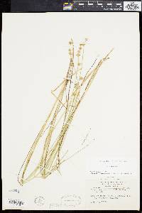 Carex cephalantha image