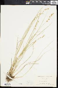 Carex cephalantha image