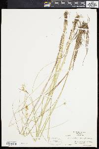 Carex cephalantha image