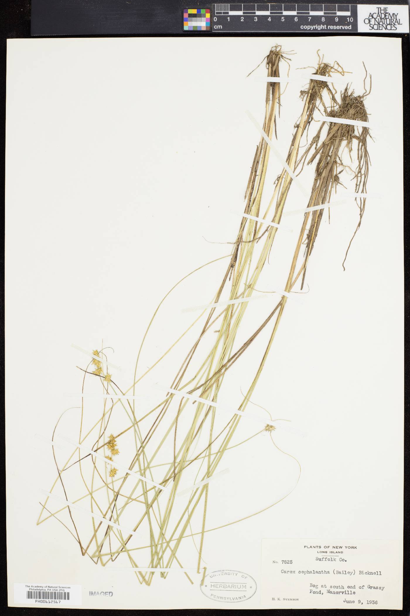 Carex cephalantha image