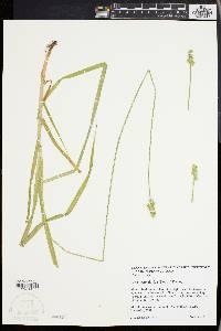 Carex cephaloidea image