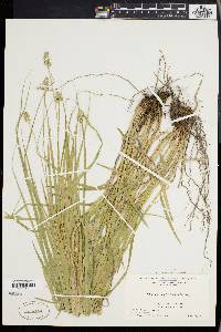 Carex cephaloidea image