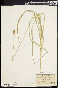 Carex cephaloidea image