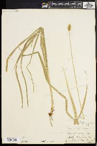 Carex cephaloidea image