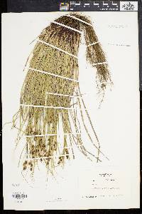 Carex caroliniana image