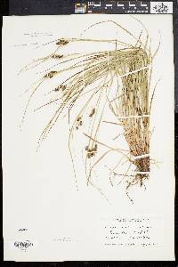 Carex caroliniana image