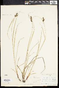 Carex caroliniana image