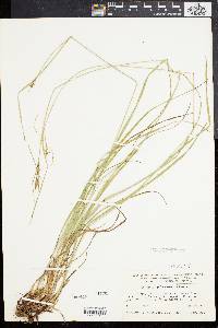 Carex caroliniana image