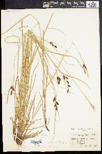 Carex caroliniana image