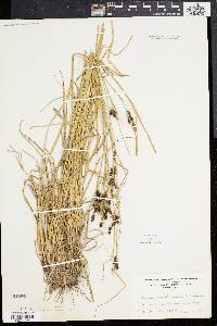 Carex caroliniana image