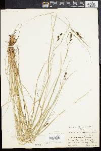 Carex caroliniana image