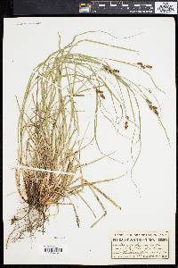 Carex caroliniana image