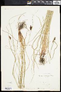 Carex caroliniana image