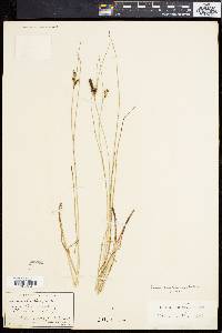 Carex caroliniana image