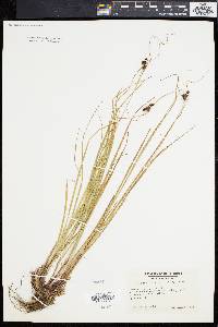 Carex caroliniana image