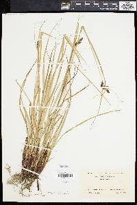 Carex caroliniana image