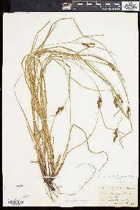 Carex caroliniana image