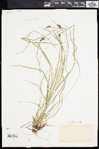 Carex caroliniana image