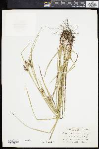 Carex caroliniana image