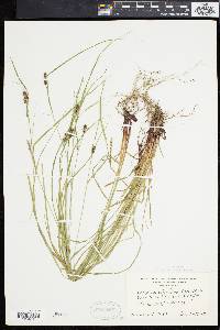 Carex caroliniana image