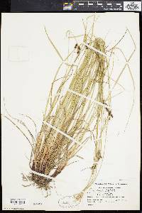 Carex caroliniana image