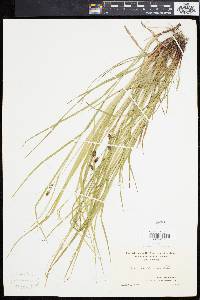 Carex caroliniana image