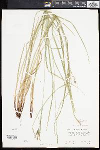 Carex caroliniana image