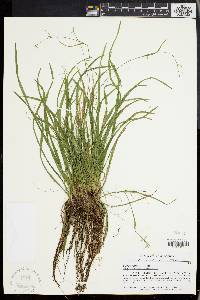 Carex collinsii image