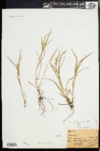 Carex collinsii image