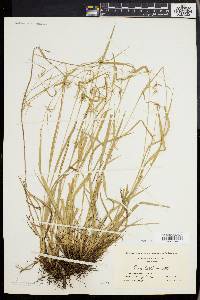 Carex collinsii image