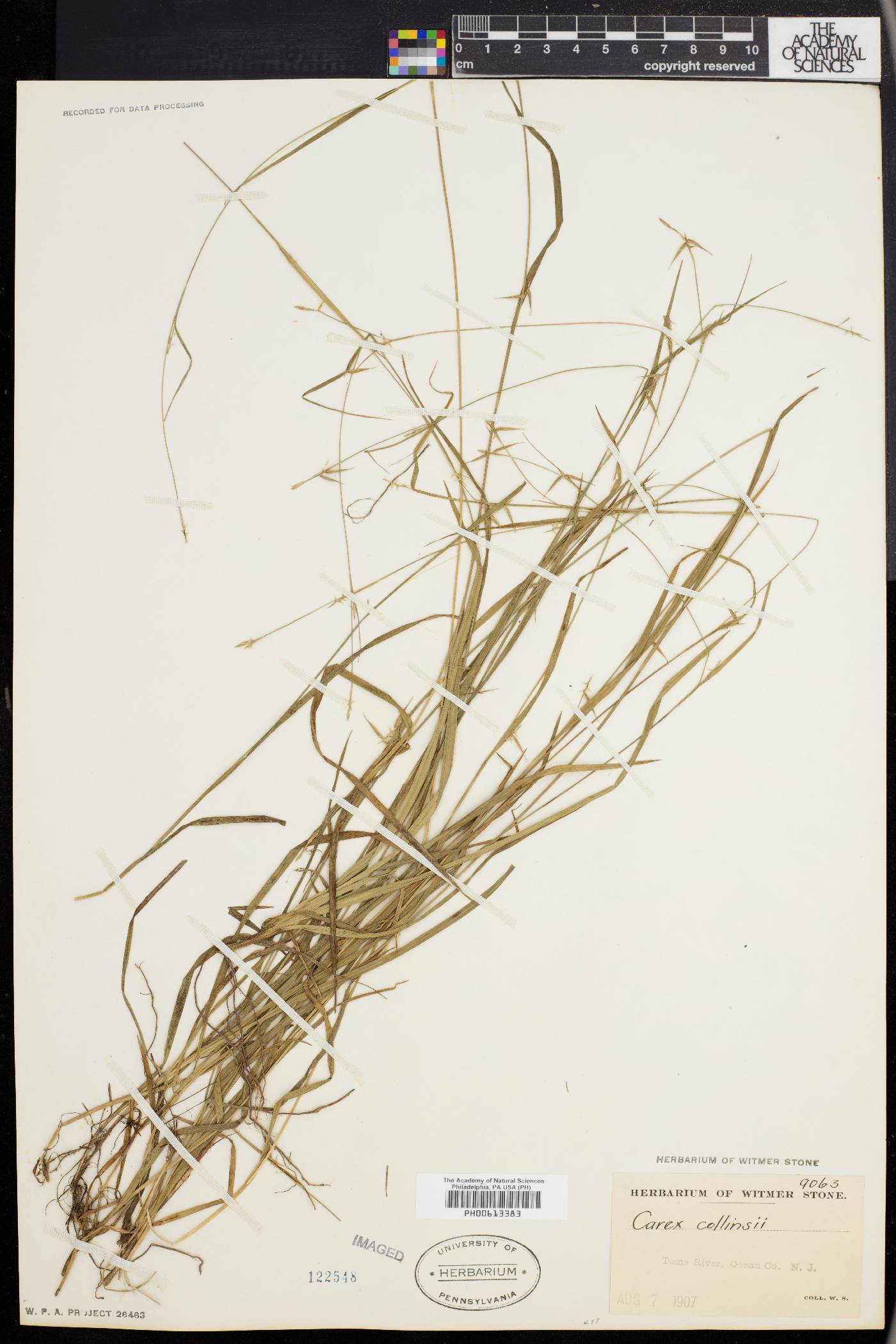 Carex collinsii image