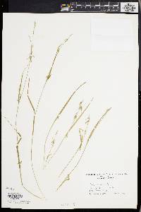 Carex collinsii image