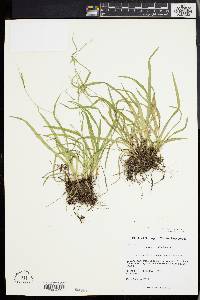 Carex collinsii image