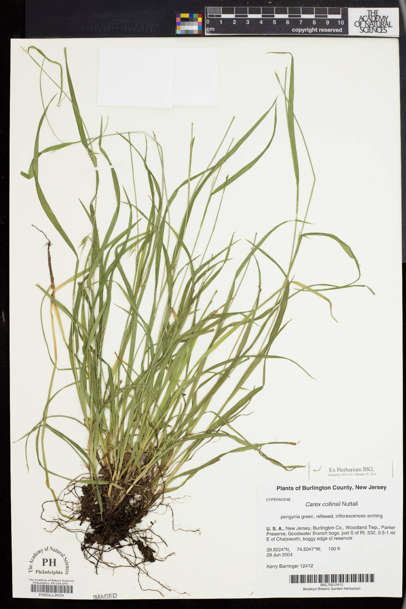 Carex collinsii image