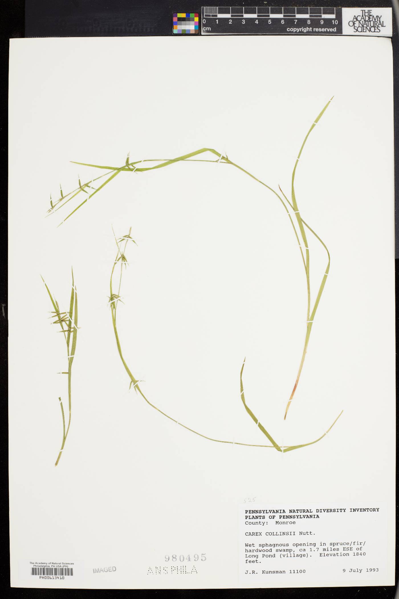 Carex collinsii image