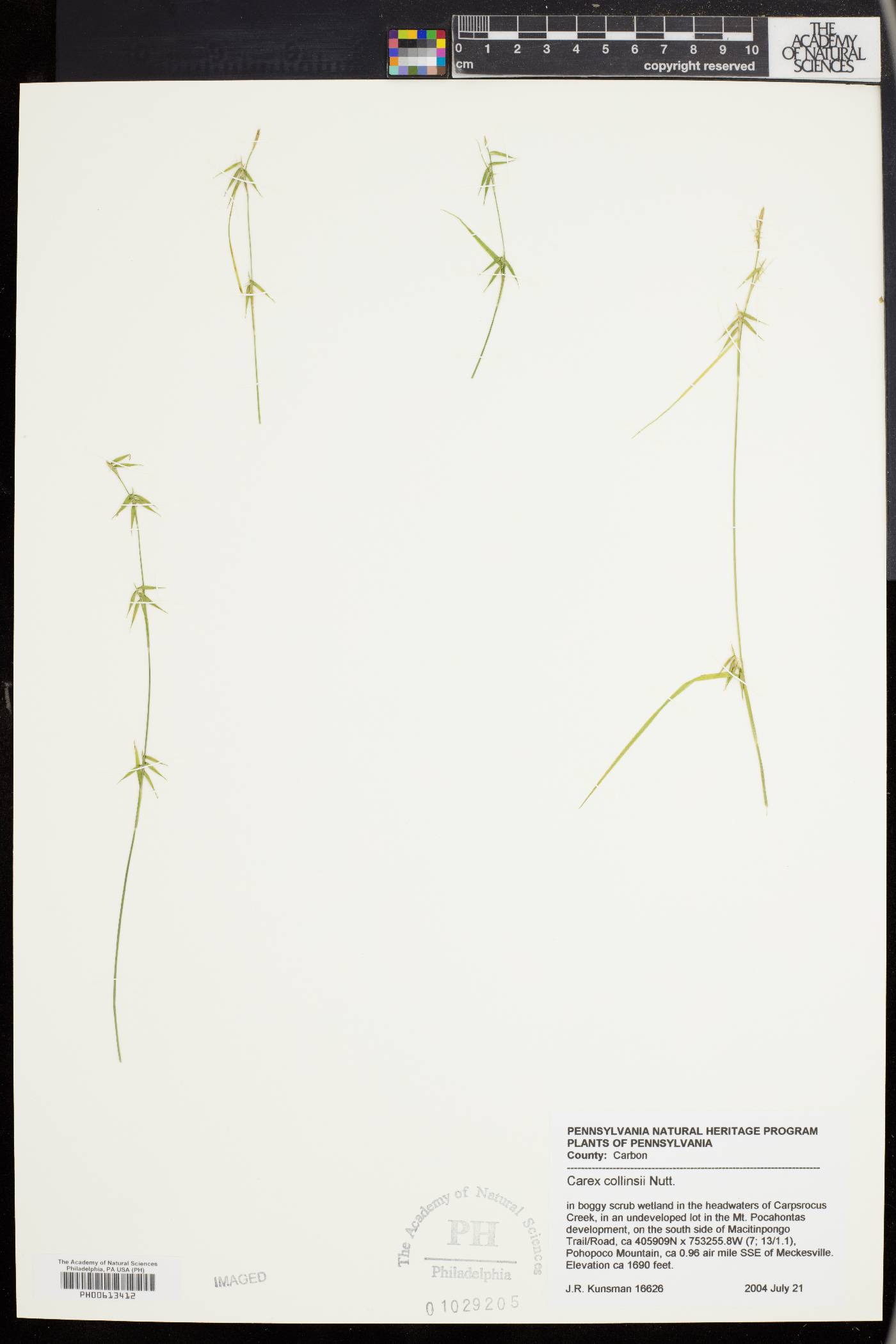 Carex collinsii image