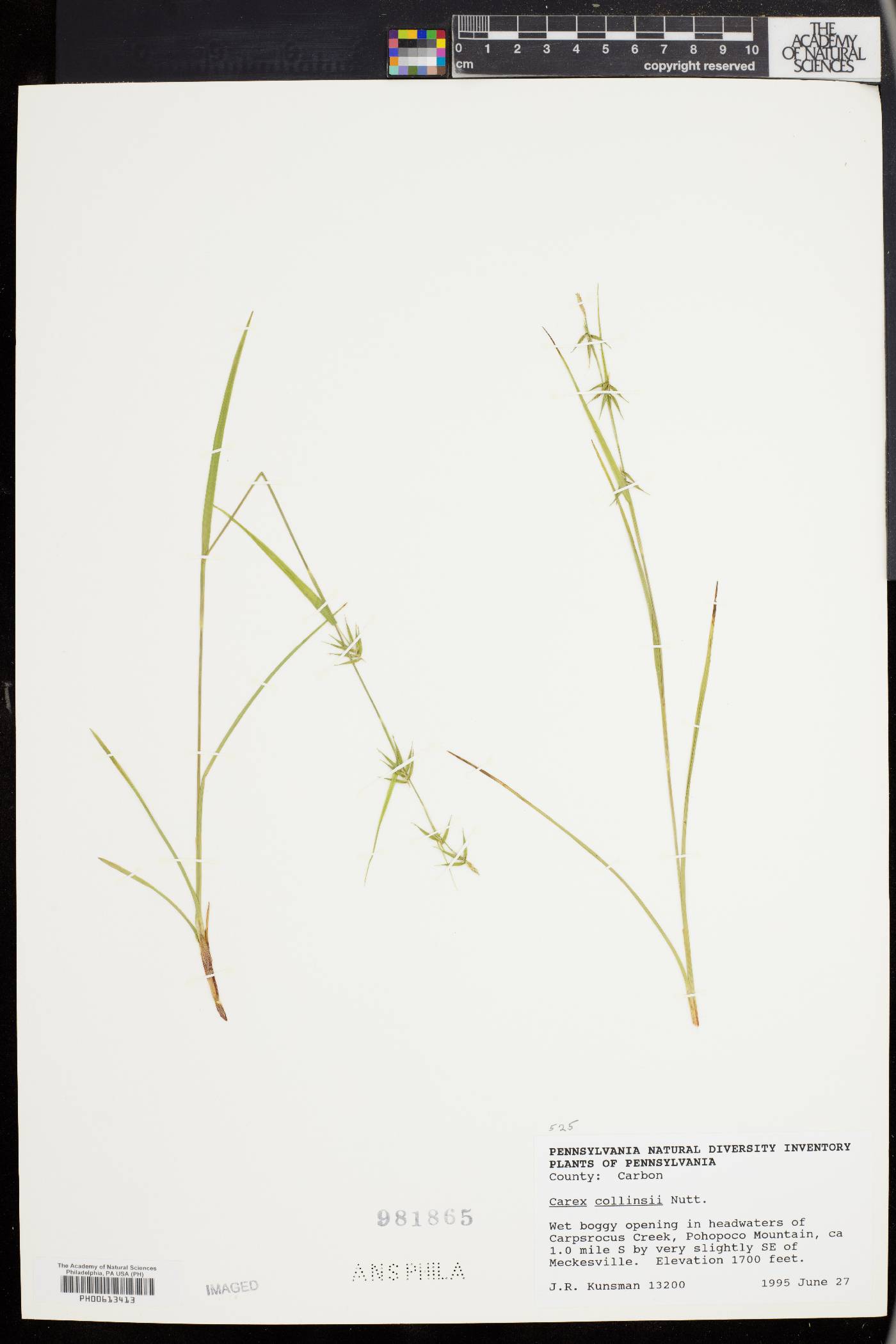 Carex collinsii image